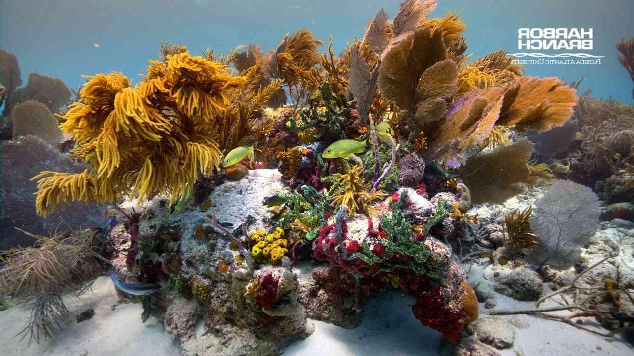 有鱼的珊瑚礁